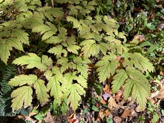 Actaea