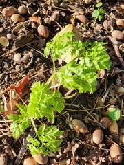 Tanacetum parthenium
