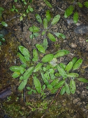 Plantago raoulii