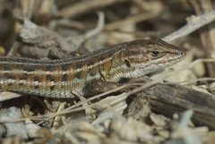 Psammodromus edwarsianus