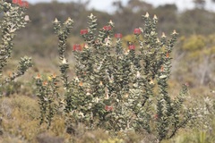 Banksia coccinea