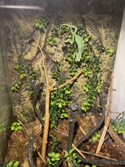 Chamaeleo calyptratus