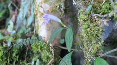Strobilanthes formosana
