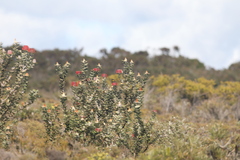 Banksia coccinea