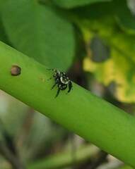 Carrhotus sannio