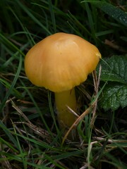 Hygrocybe quieta