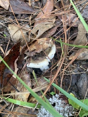 Russula parvovirescens