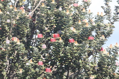 Banksia coccinea