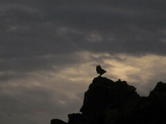 Bubo