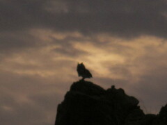 Bubo