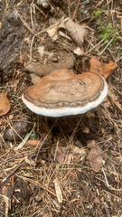 Ganoderma applanatum