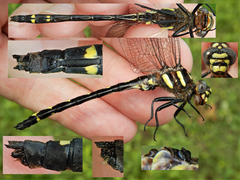 Cordulegaster obliqua