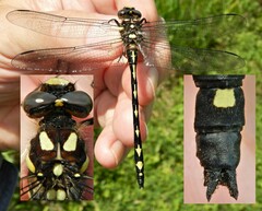 Cordulegaster obliqua