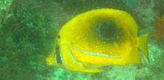 Chaetodon bennetti