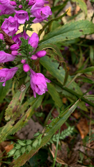 Physostegia virginiana