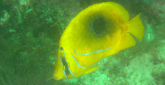 Chaetodon bennetti
