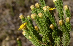 Oedera uniflora