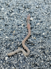 Lumbricus terrestris