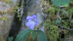 Strobilanthes formosana