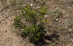 Oedera uniflora