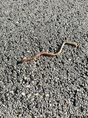 Lumbricus terrestris