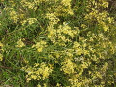 Senecio polyanthemoides