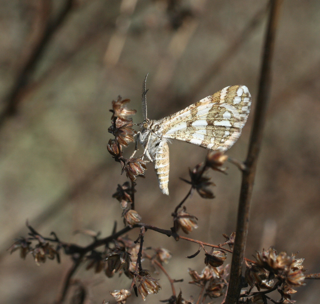 Narraga fasciolaria