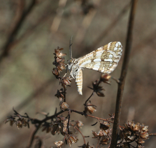 Narraga fasciolaria