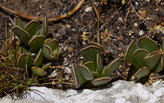 Adromischus caryophyllaceus
