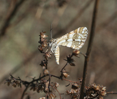 Narraga fasciolaria