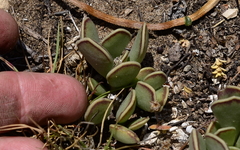 Adromischus caryophyllaceus