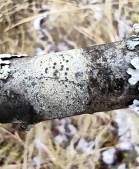 Lecidella elaeochroma