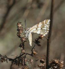 Narraga fasciolaria