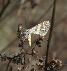 Narraga fasciolaria