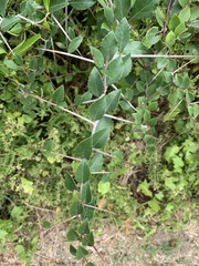 Gymnosporia nemorosa