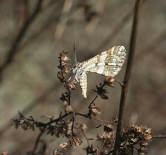 Narraga fasciolaria