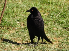 Molothrus oryzivorus