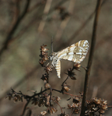 Narraga fasciolaria