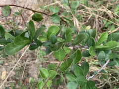 Gymnosporia nemorosa