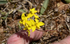 Cyanella lutea