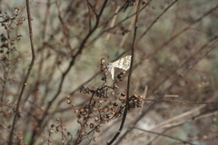 Narraga fasciolaria