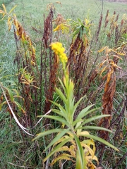 Solidago canadensis