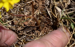 Cyanella lutea