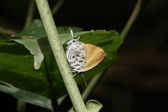 Drupadia theda