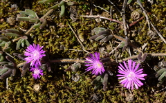 Drosanthemum