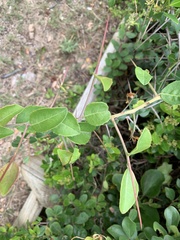 Gymnosporia nemorosa