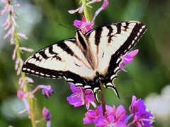 Papilio canadensis