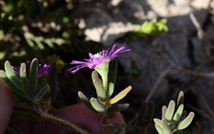 Drosanthemum