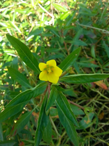 Ludwigia peploides ssp. glabrescens