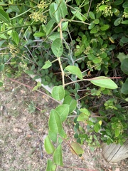 Gymnosporia nemorosa